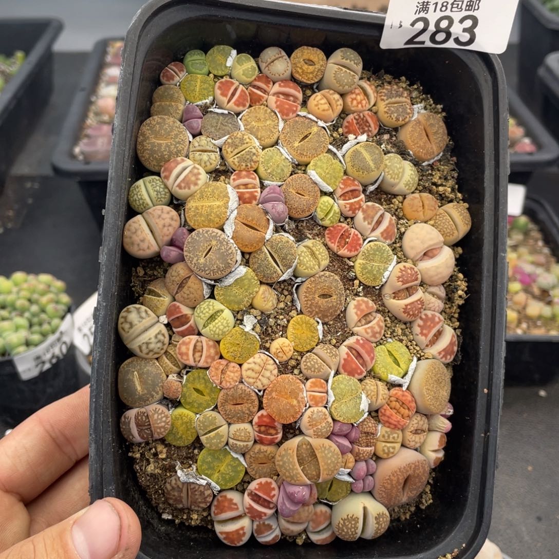 红陶00000000000000283