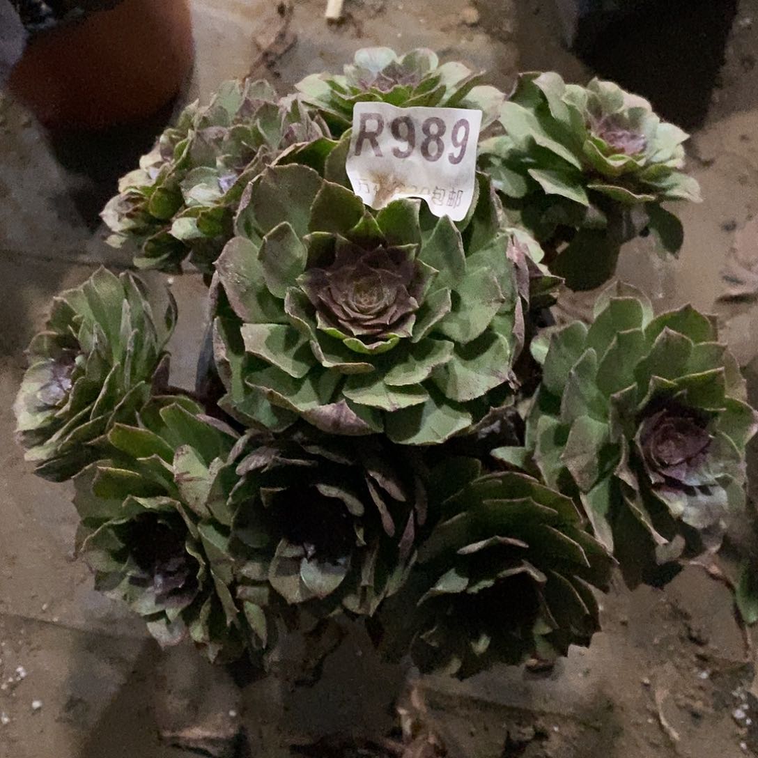 989万拉丝多肉植物