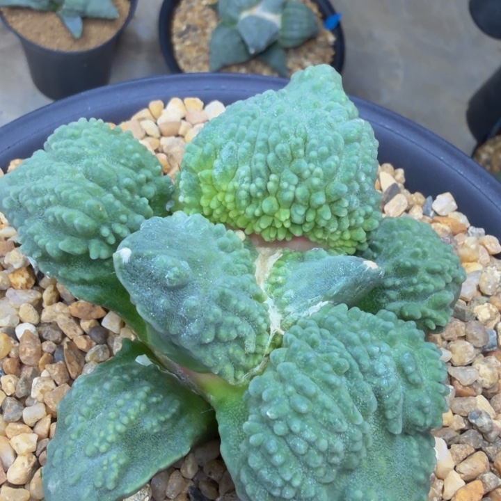 大型翻边血怒颗粒黄锦