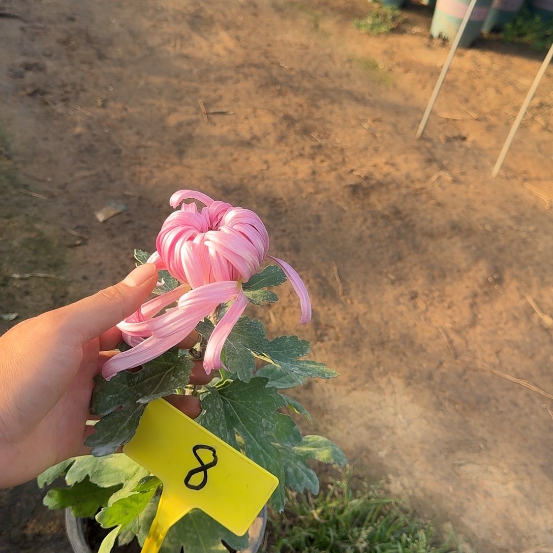 心***悟大部分花苞少量开放8春潮