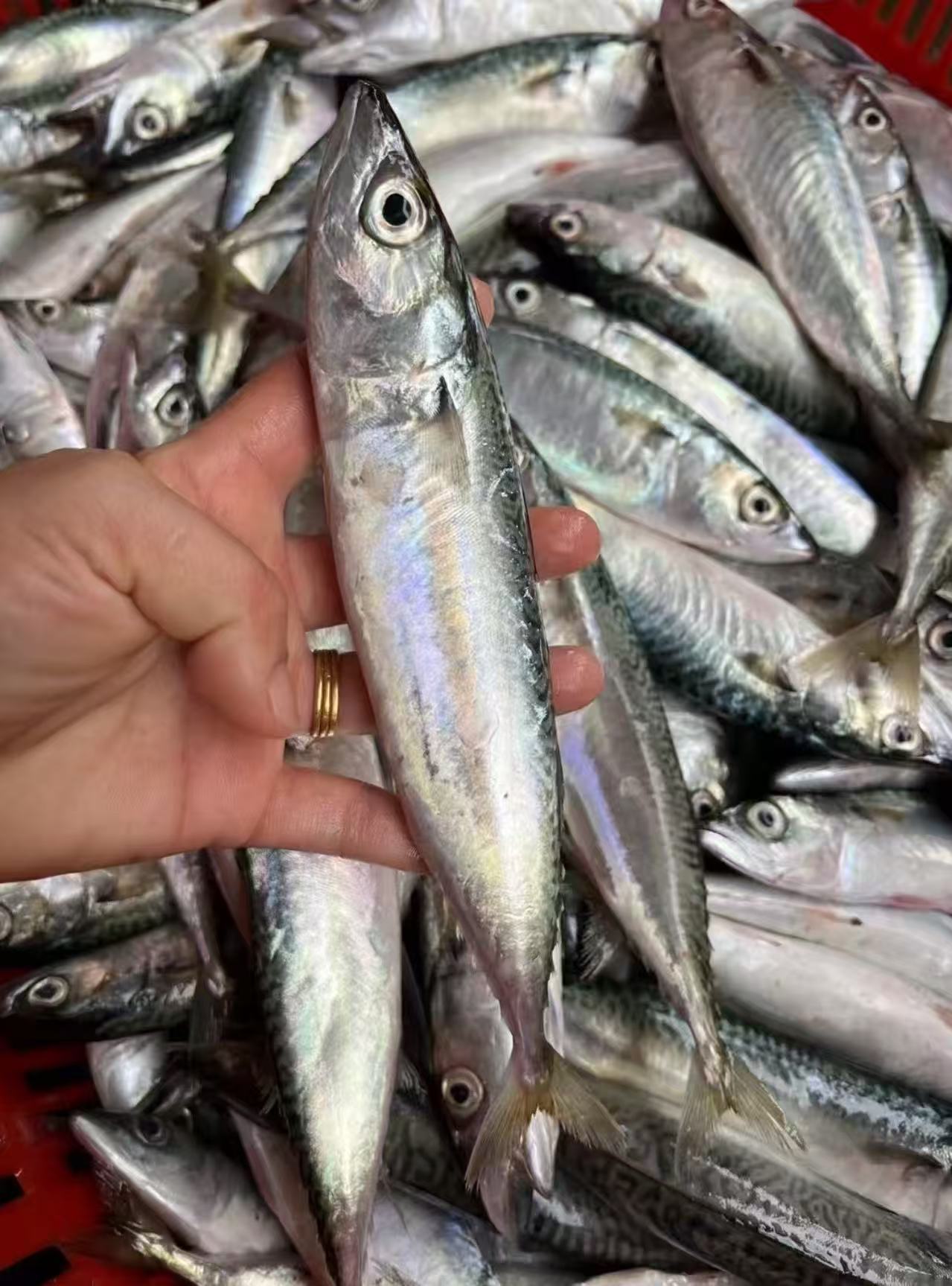 【样样好】精选海鲜海鱼套餐19（6y）