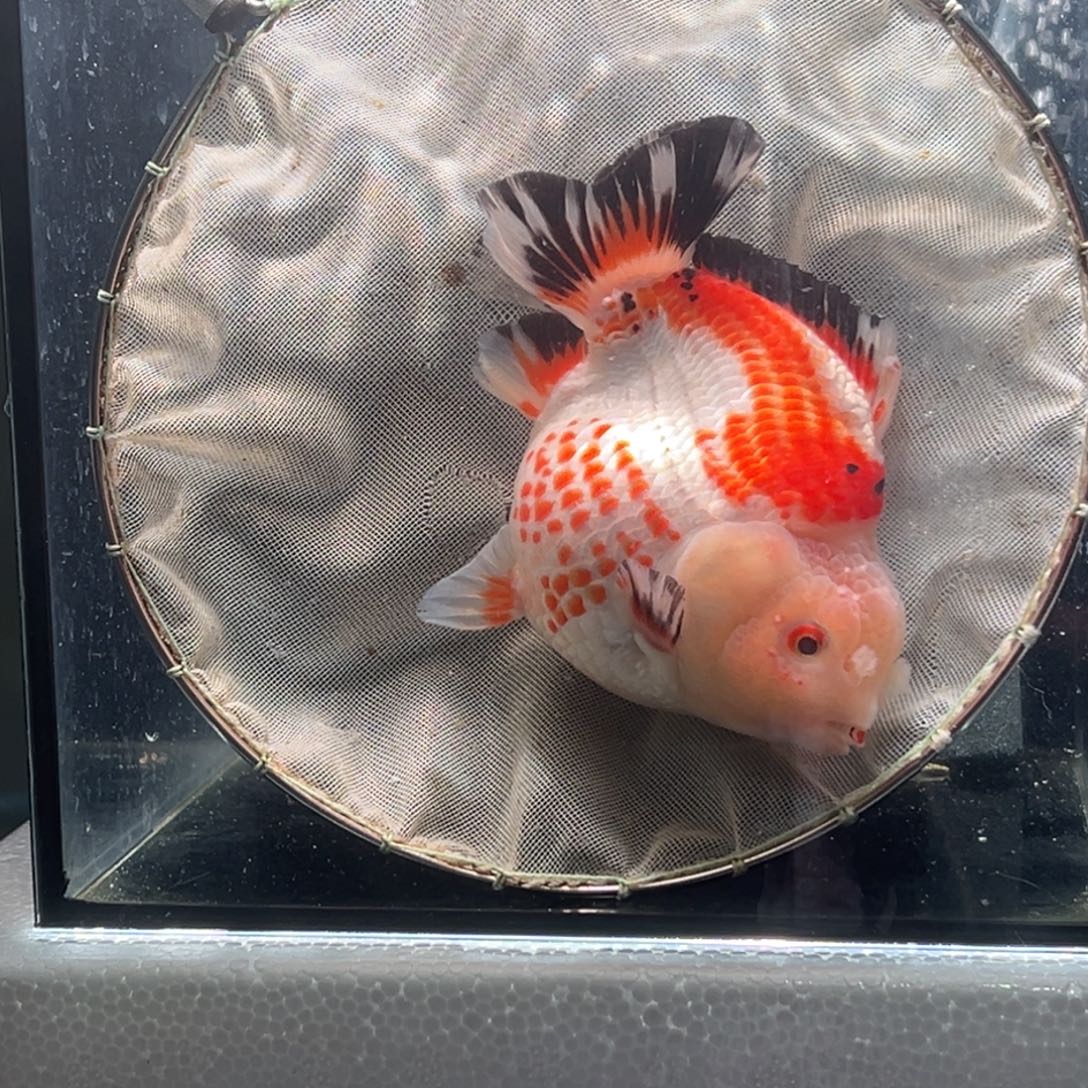 金鱼040。   9999999999999