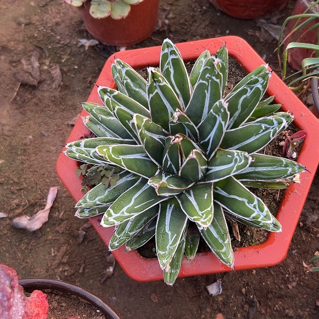 多肉植物屉之雪单头