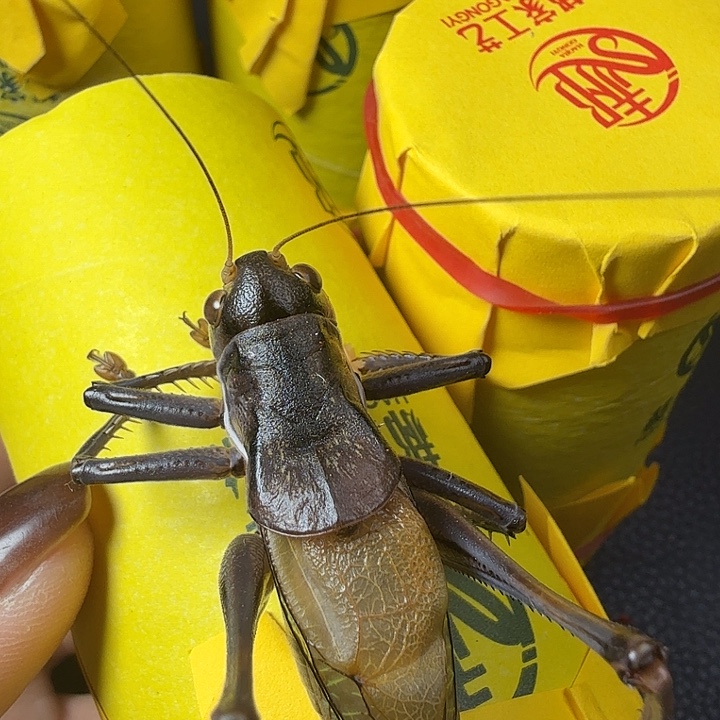 千***骑蟋蟀哈哈哈哈哈哈哈哈哈哈哈哈就