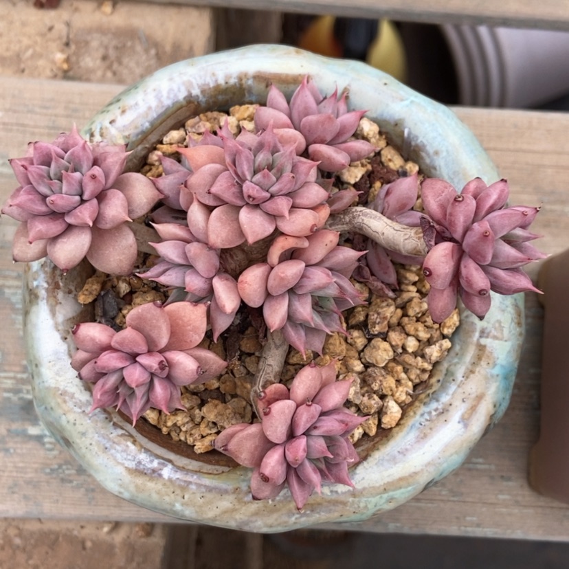 【闪购商品】杂交无砍