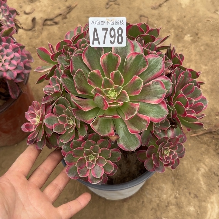 安娜……多肉植物……