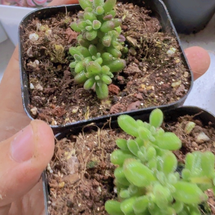 混合枝干一颗福利