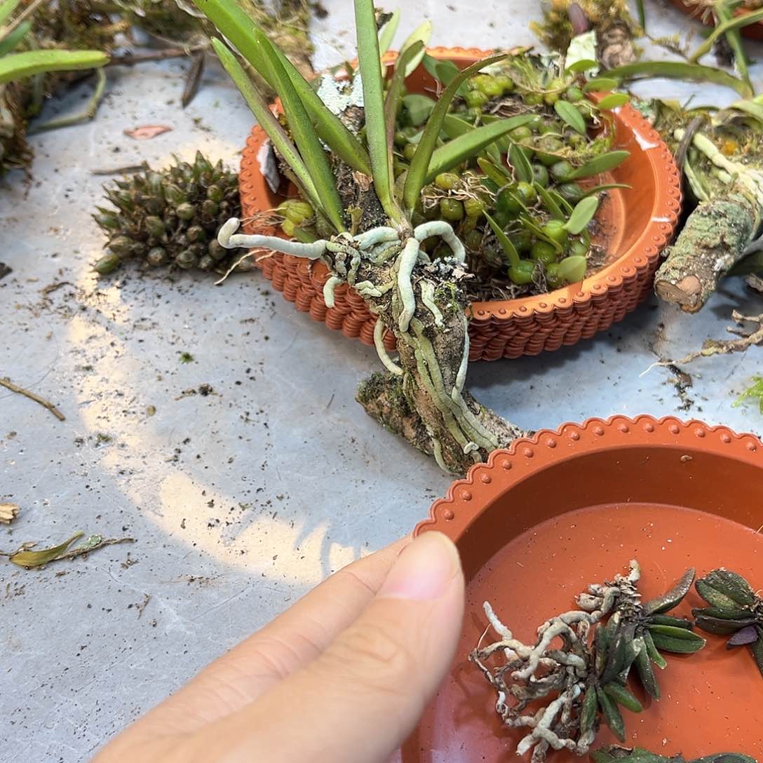 植****景100,。。。。。。。。。。。。。。。