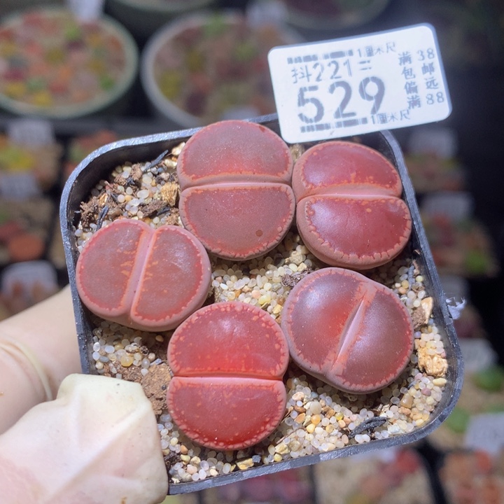 精品生石花221.529
