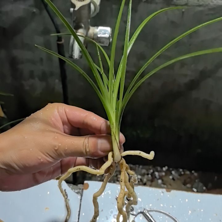 完全开放蕙兰天青素子母苗中等