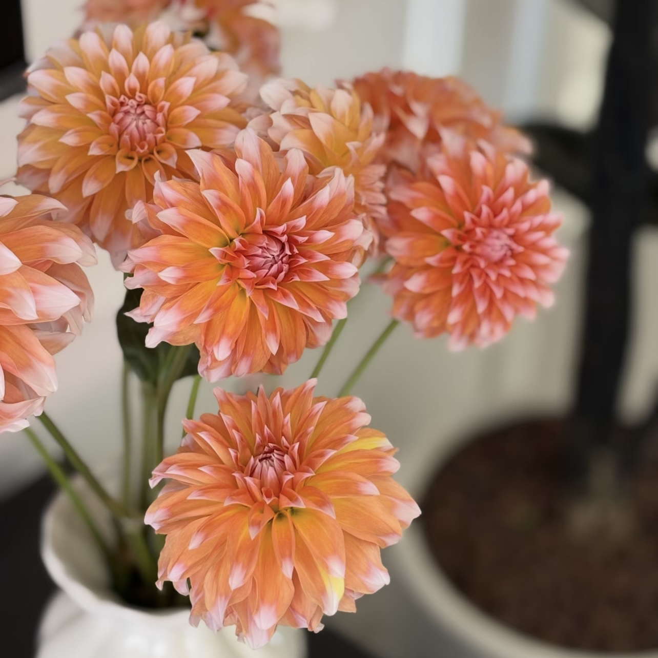 向日葵大丽花盆栽花卉大花型四季开花阳台庭院观花植物