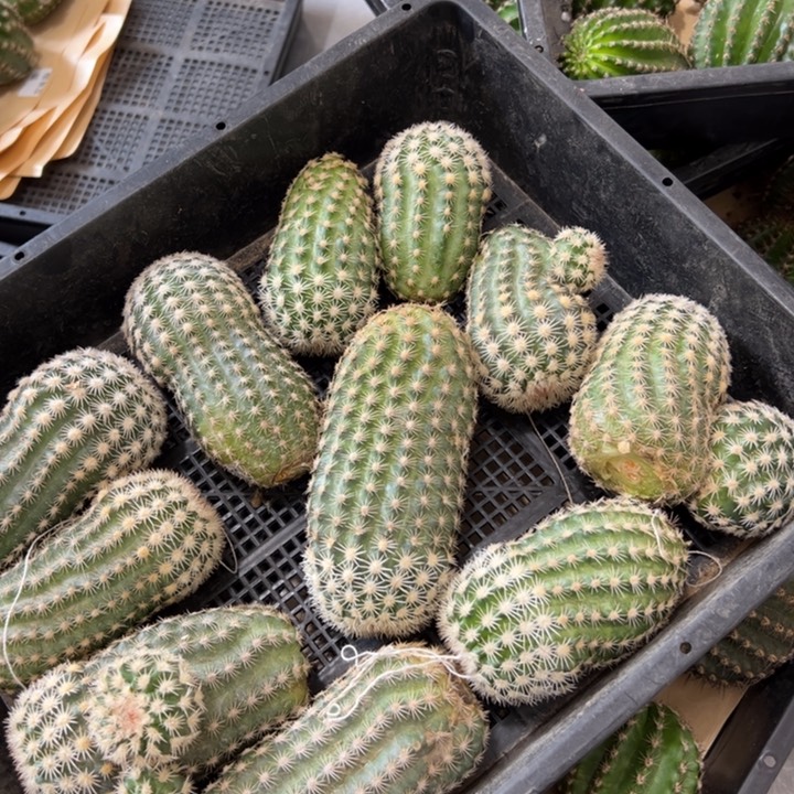 无花朵无根侧芽歪新品皇冠虾