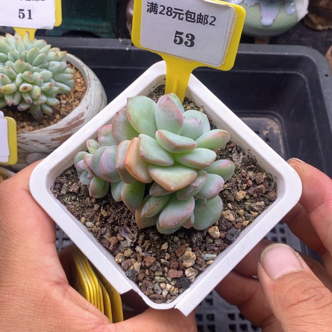 253泡芙朵朵四头福利