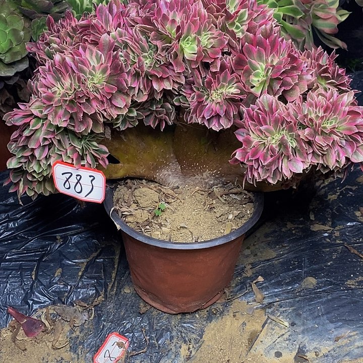 粉女郎缀化883号链接