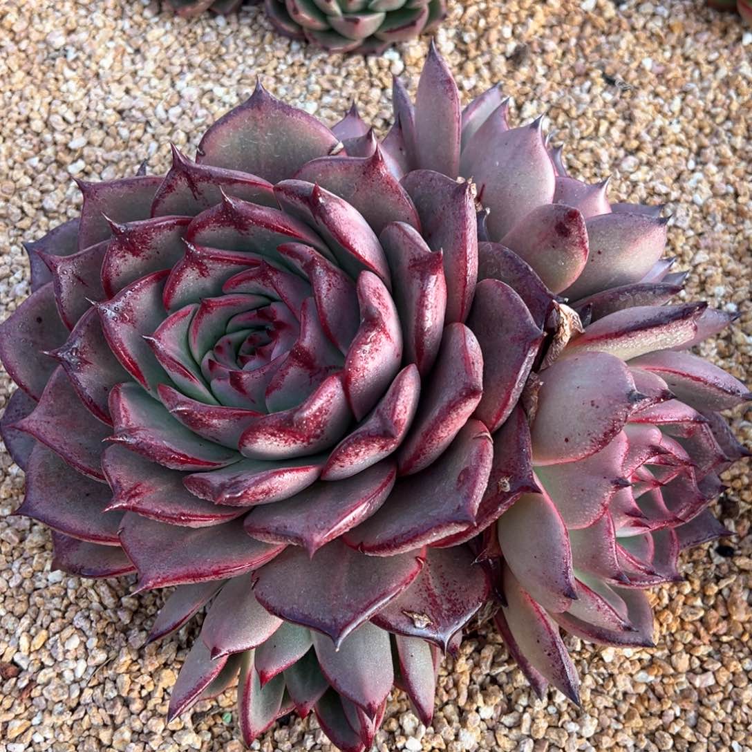 阿拉丁母本超大群多肉植物