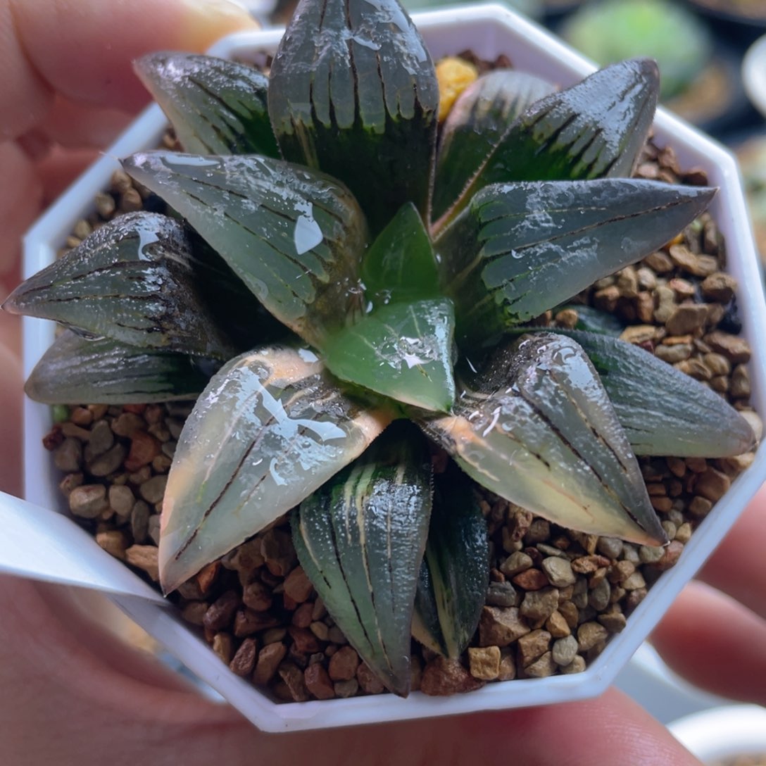 6.十二卷多肉红纹寿锦。     