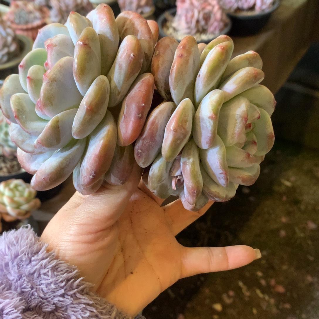 哈哈哈哈哈哈哈哈石榴籽