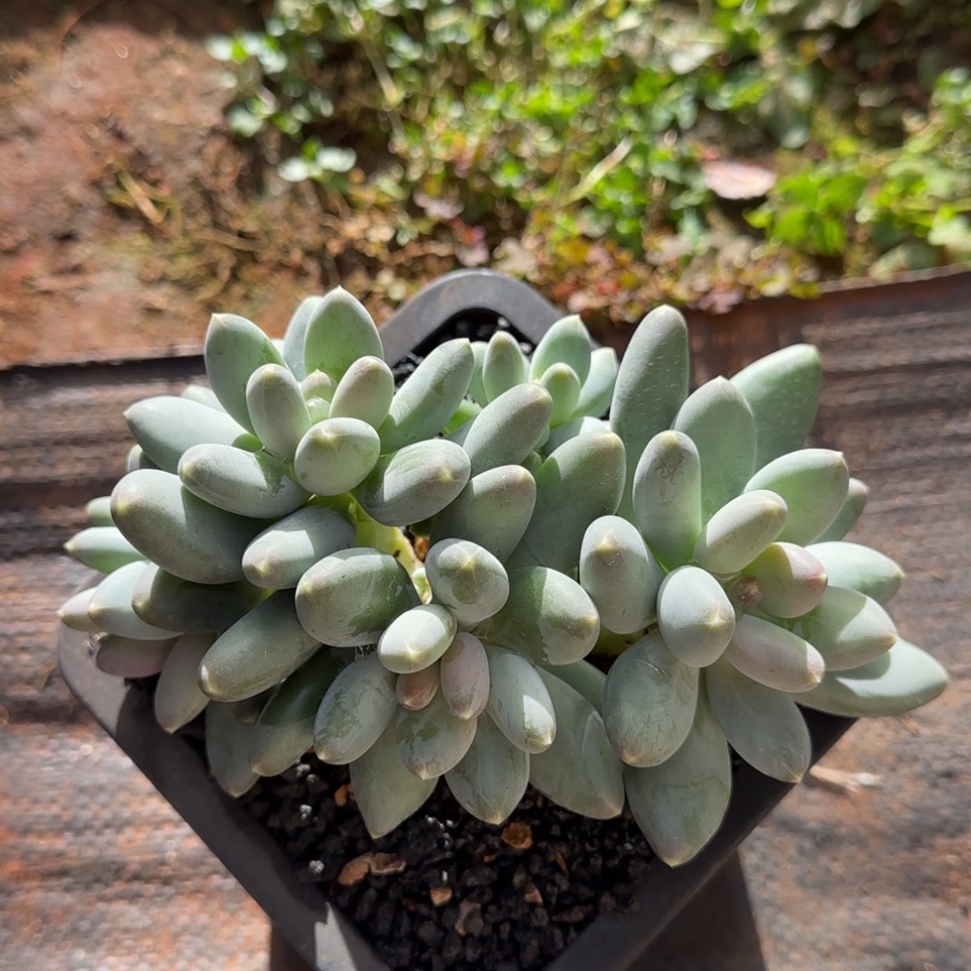 ****汉堡哥哥多肉植物