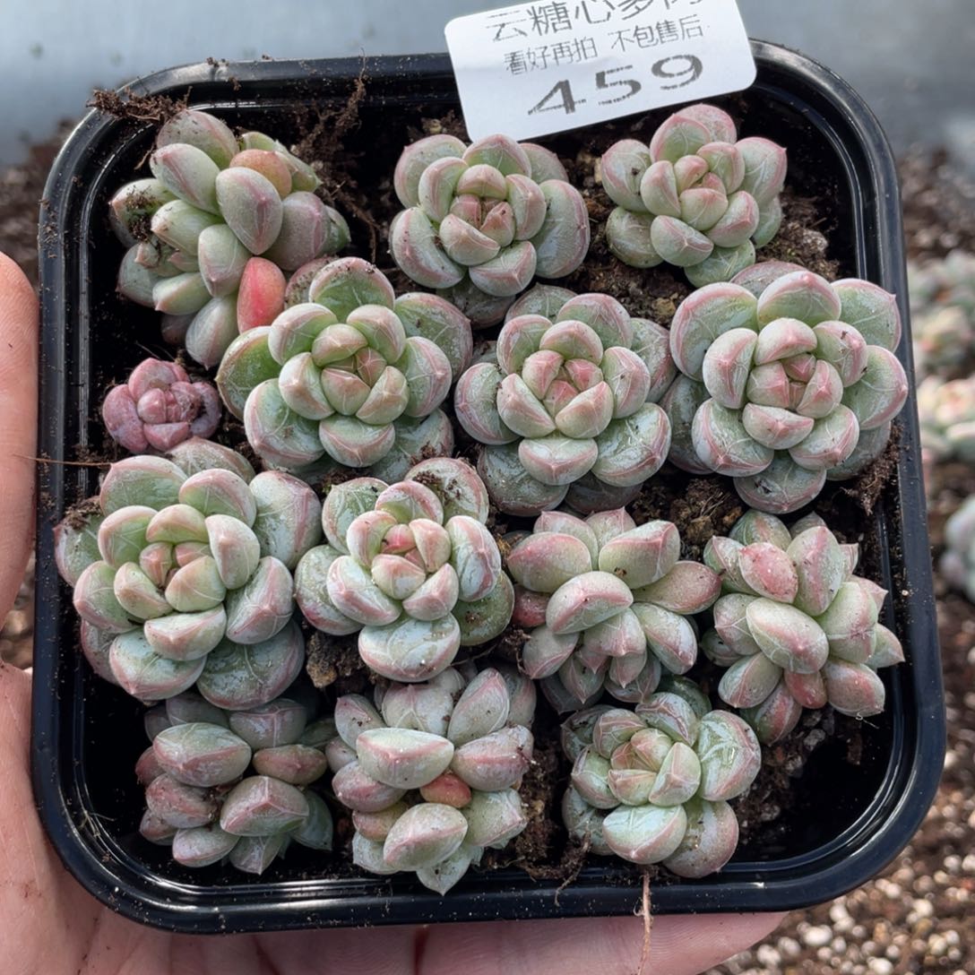 云糖心多肉植物459