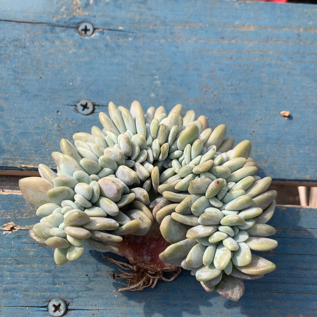 粉兔缀化一物一拍