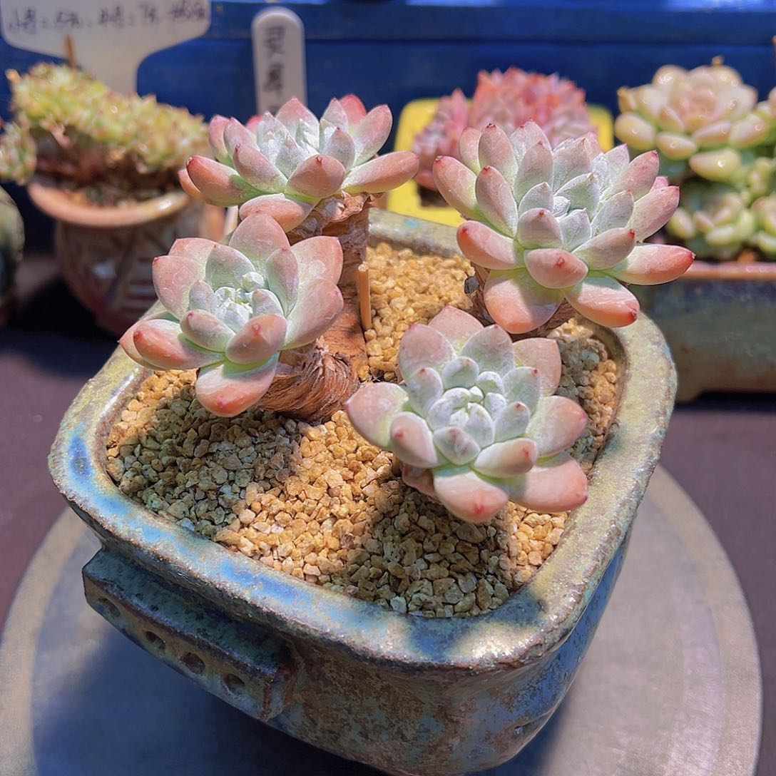 ?***?幻翠莎，多肉植物，