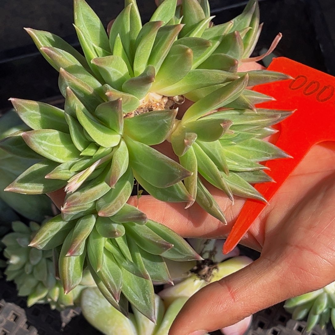 潜*0004号上午多肉植物群生多肉植物