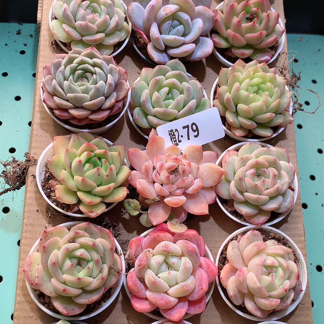 2-79一物一拍带盆18颗