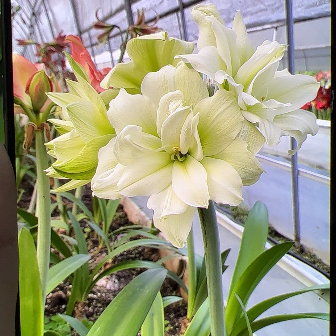 朱顶红挪威王子开花球带侧5-6cm