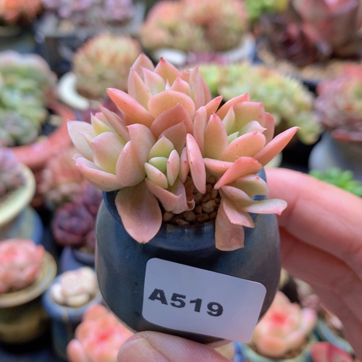 一物一拍含盆土满38包邮A519