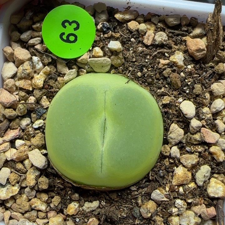 拉登2.2+点多肉植物63