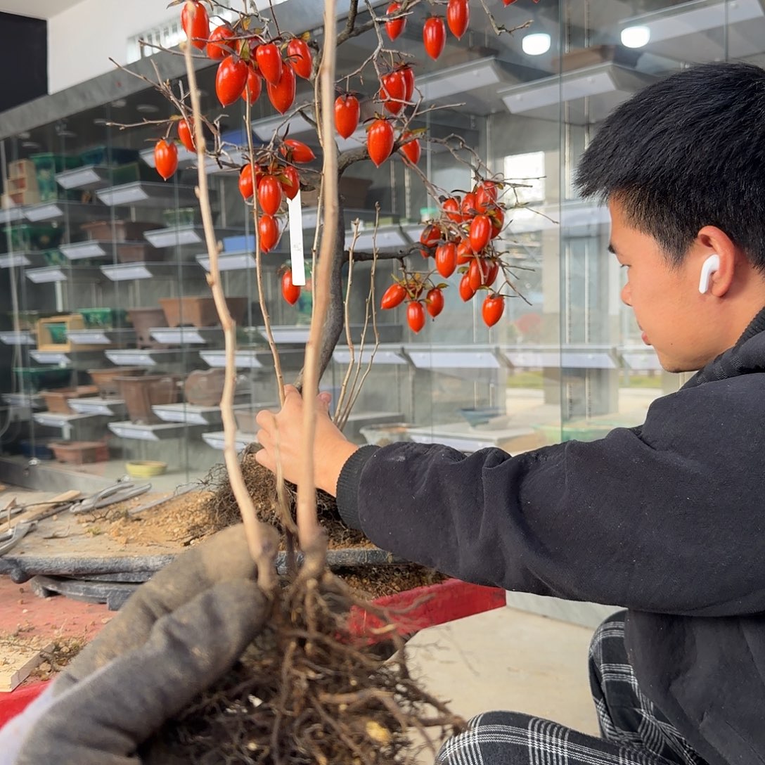 笑***生无花朵盆景水平寺顺风到付