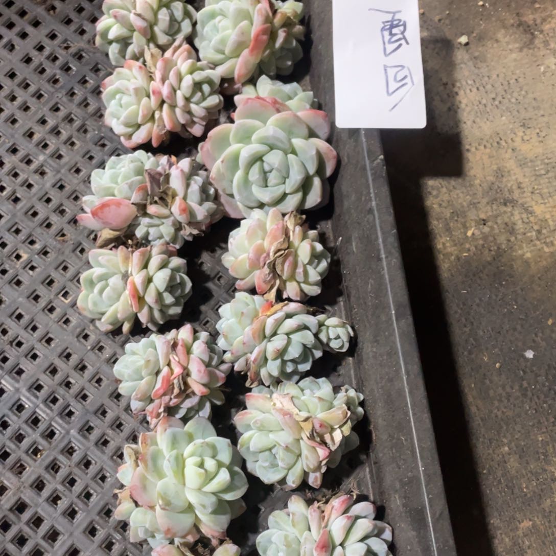 白星专拍冰玉15颗多肉