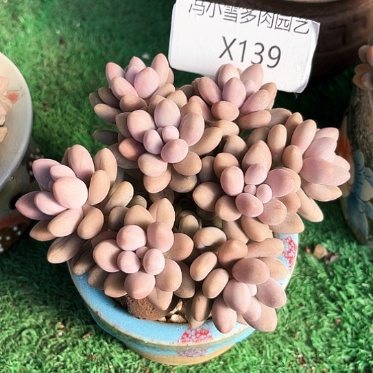 我是第一百个为妖刀应援滴打