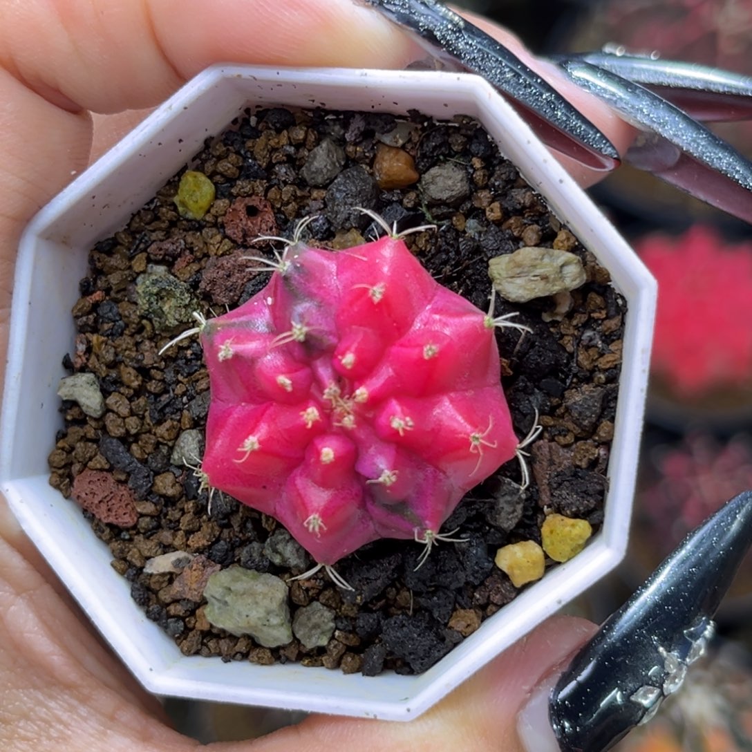 侧牙 带盆土 捡漏福利