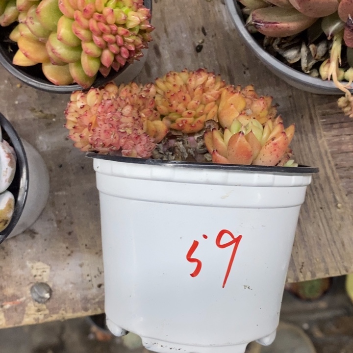 迪****?一物一拍东云杂多肉59