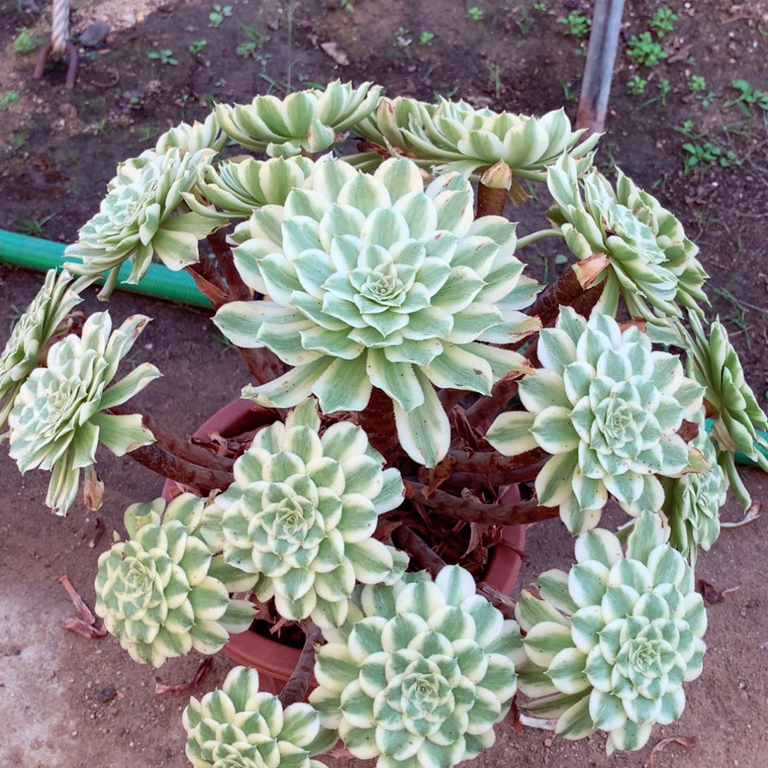 碧浪捧花，叶片有晒