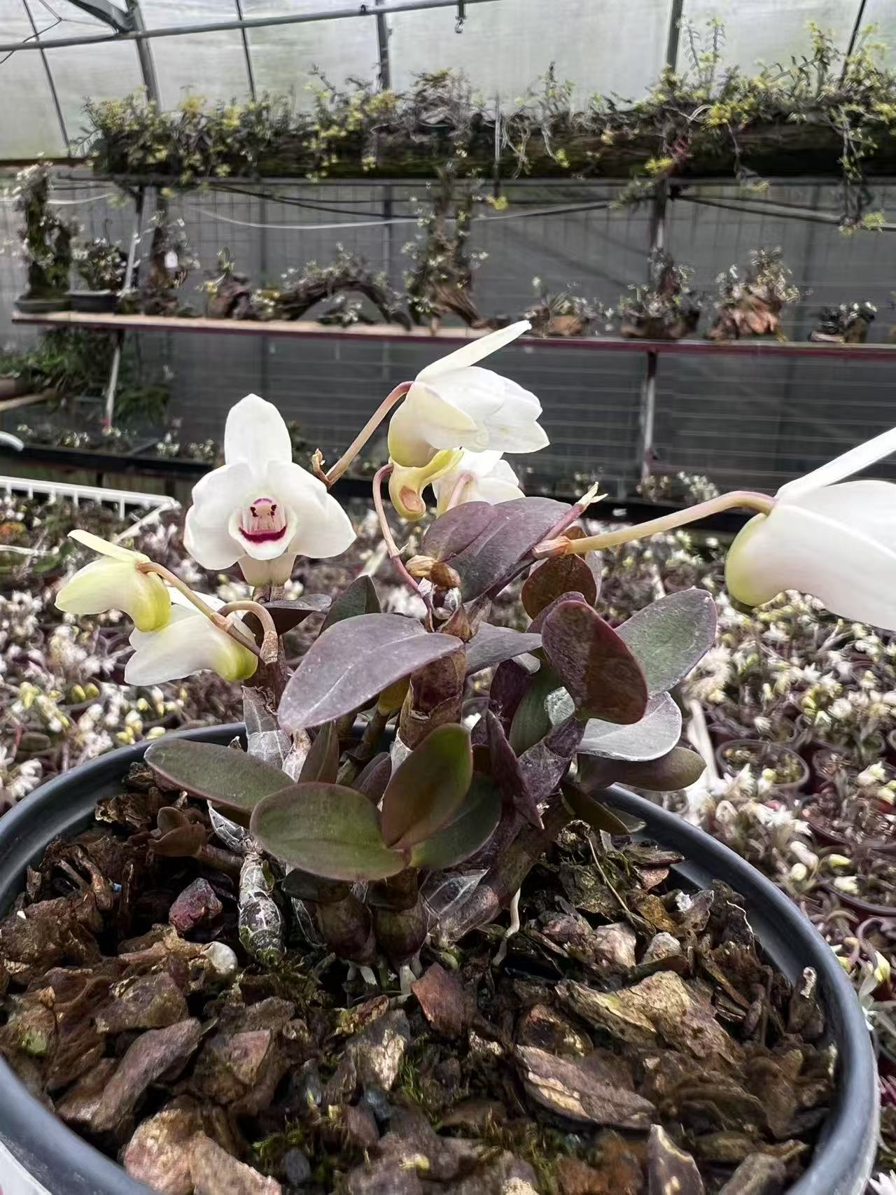 丹霞白花米铁瓣型花个体花（荷型花）