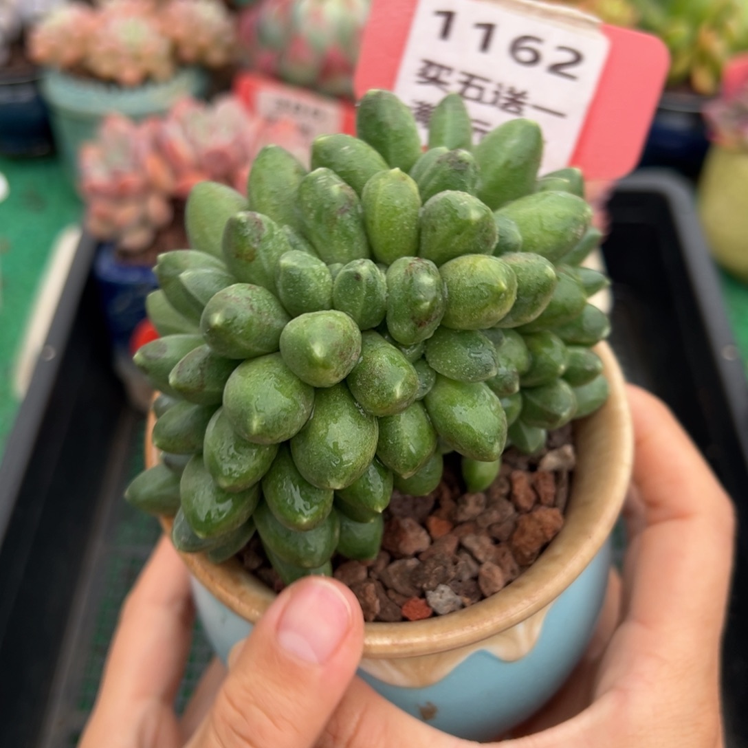表妹精品多肉植物1162.