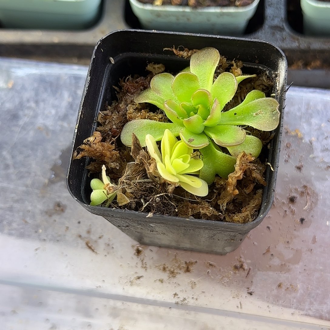 无花朵捕虫堇2个品种