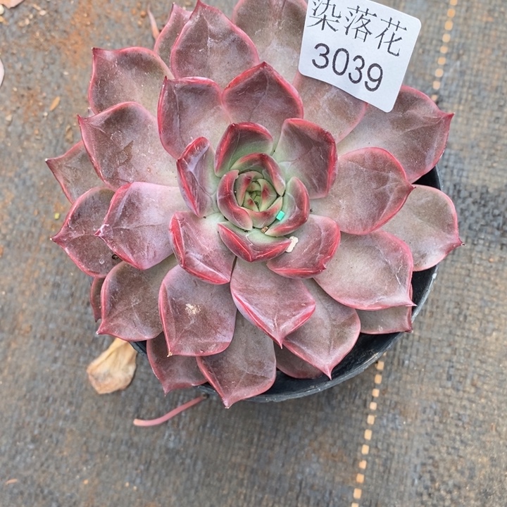 幸***满精品多肉植物3039