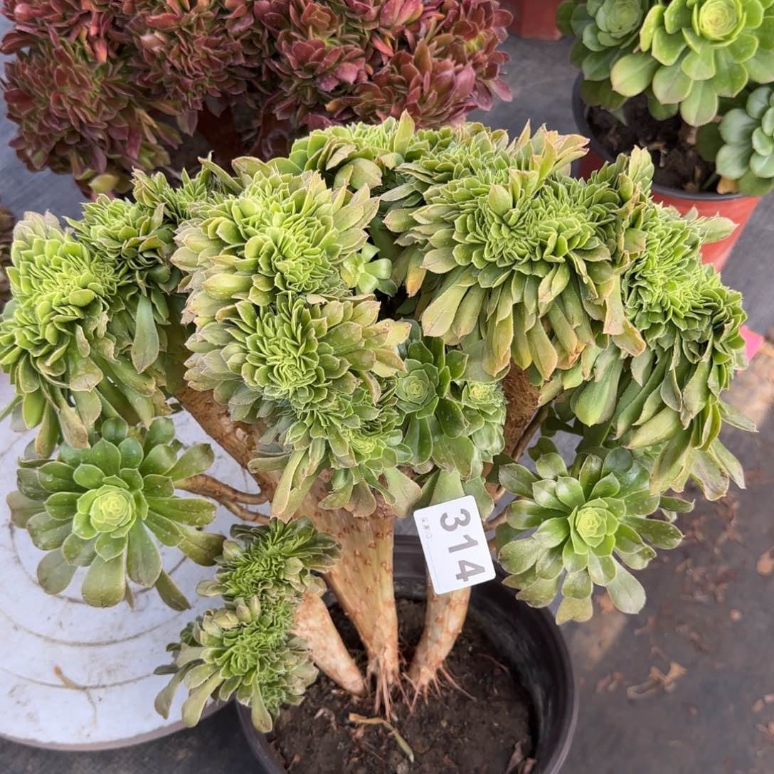 314多肉植物绿缀