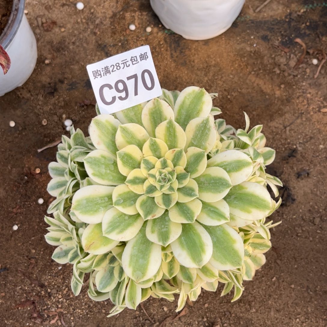 970多肉植物迈巴赫