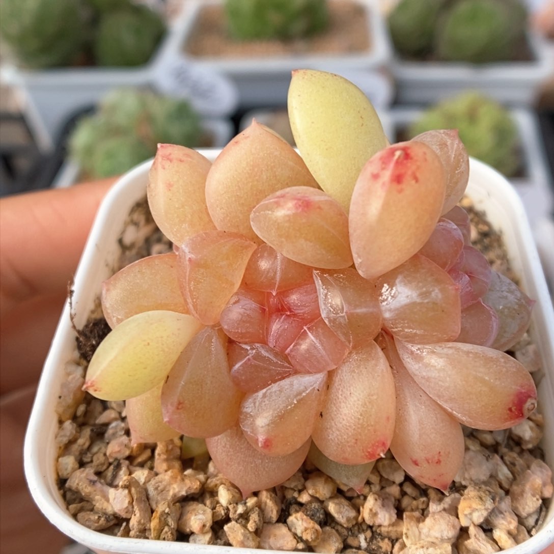 冰淇凌群生可拍426号