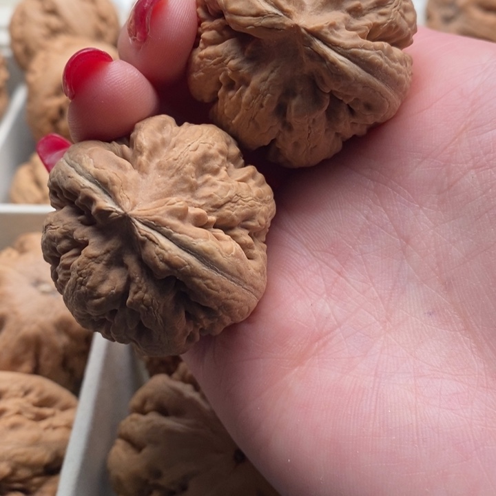 游***湖霸王龙全品无修一道没动