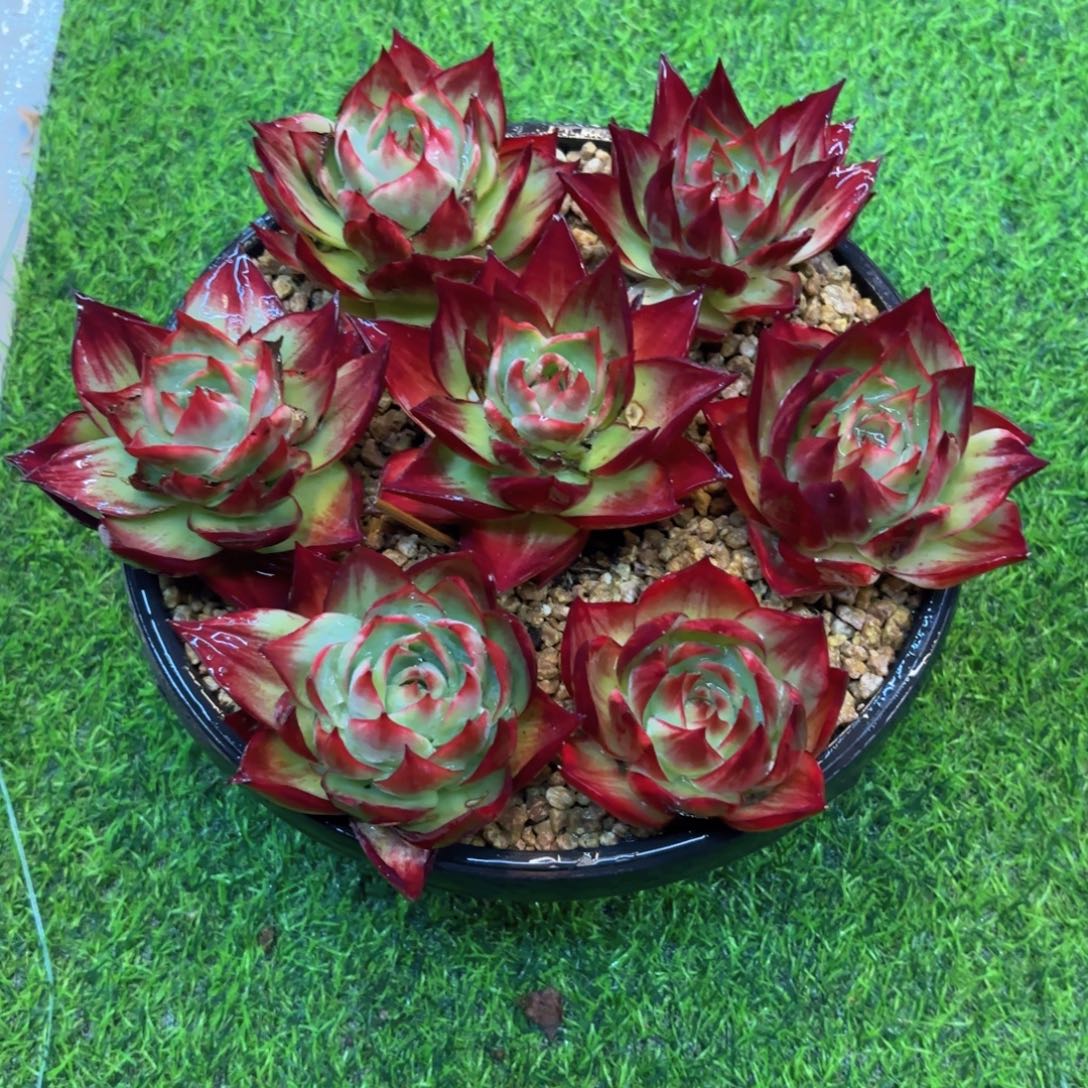 一物一拍，惊鸿仙子