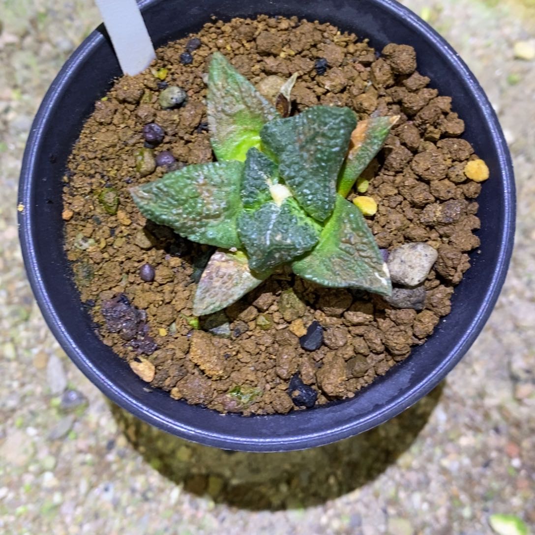 可***以实生特价龟甲福利福利