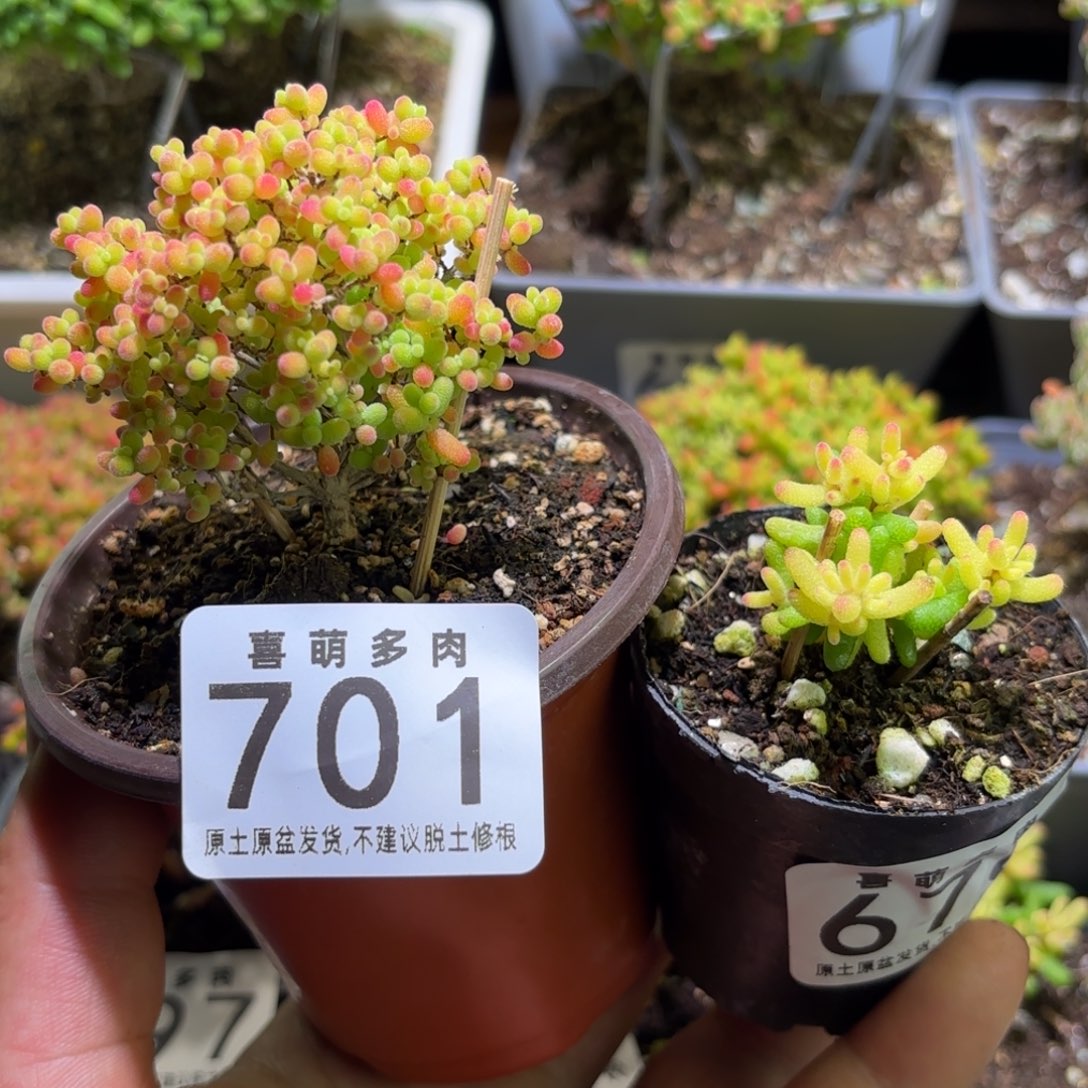 睡***公枝干番杏密橘701-粉锦676