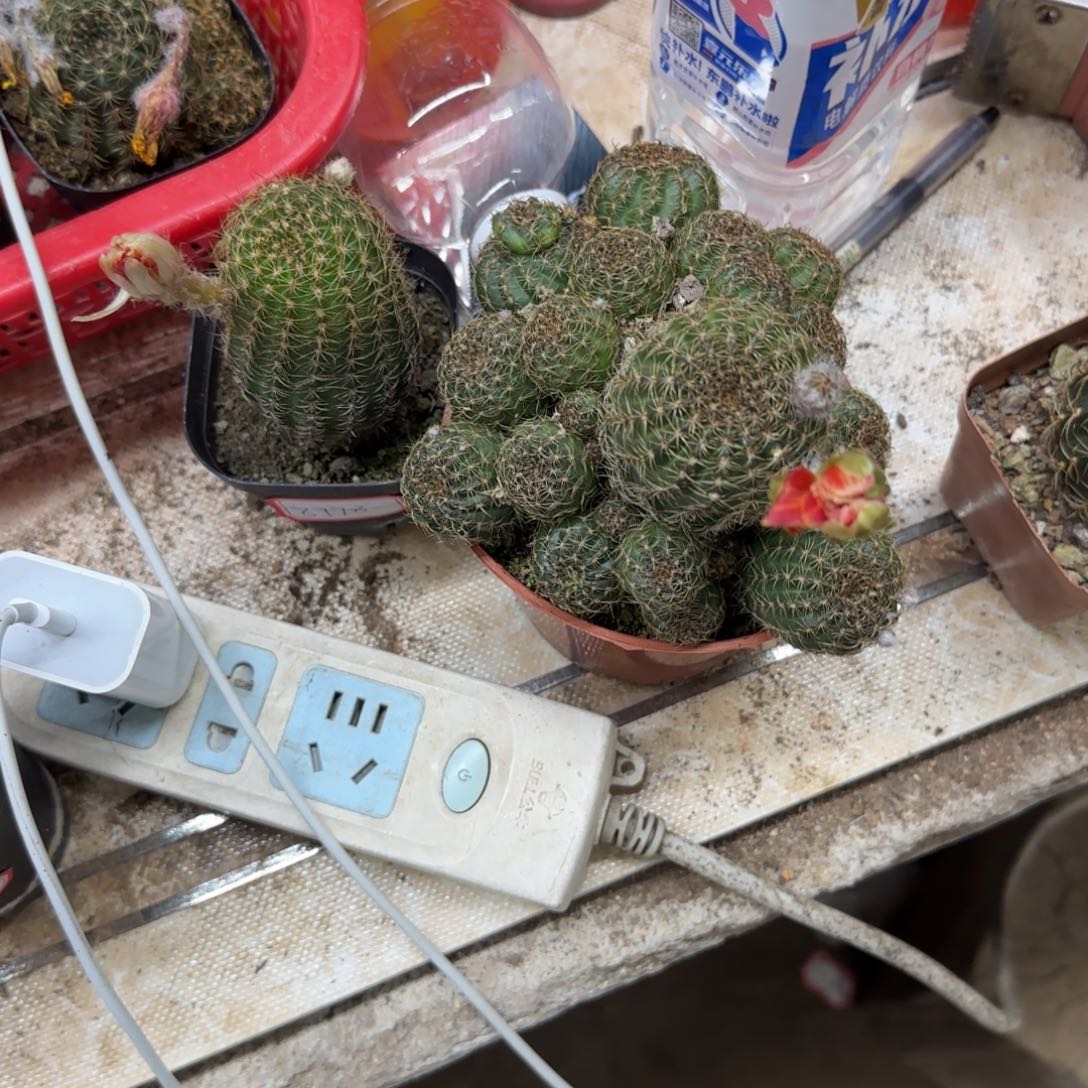 燕*花花花花花花花花