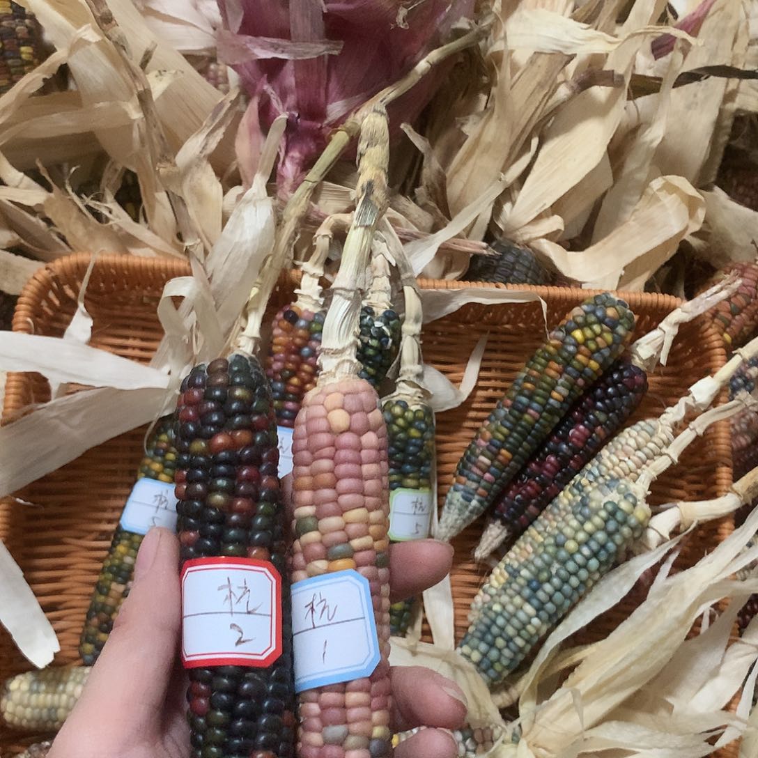 发型师的专拍链接