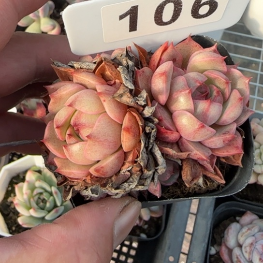 106笨吧一物一拍多肉